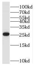 BTG4 Antibody - BSA Free
