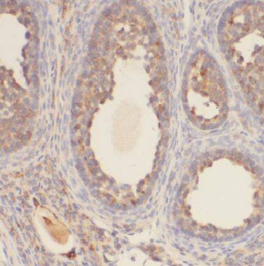 BTG4 Antibody - BSA Free