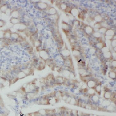 BTG2 Antibody - BSA Free