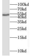 BRUNOL6 Antibody - BSA Free