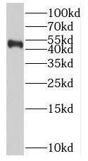BPIL1 Antibody - BSA Free