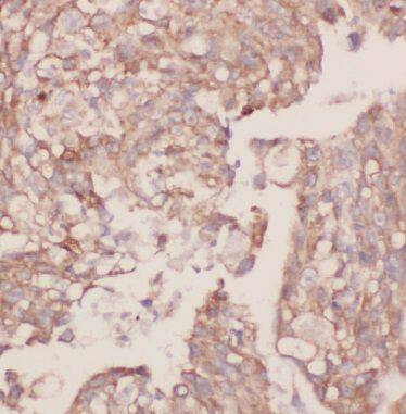 BPIL1 Antibody - BSA Free