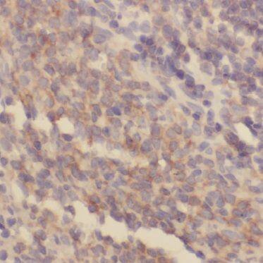 BIN2 Antibody - BSA Free