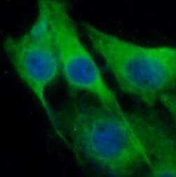 BHLHB5 Antibody - BSA Free