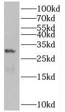 MIST1 Antibody - BSA Free