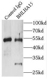 MIST1 Antibody - BSA Free