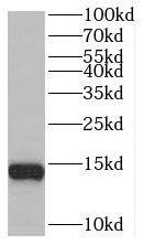 BEX2 Antibody - BSA Free