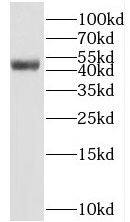 BEN Domain Containing 5 Antibody - BSA Free