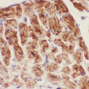 CCDC4 Antibody - BSA Free
