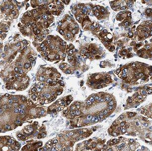 BCO2 Antibody - BSA Free