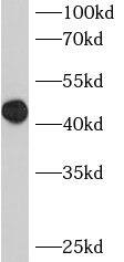 BCL7B Antibody - BSA Free