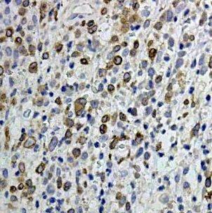 Bcl3 Antibody - BSA Free