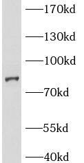 Bcl rambo Antibody - BSA Free