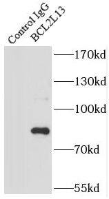 Bcl rambo Antibody - BSA Free