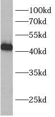 BCKDHB Antibody - BSA Free