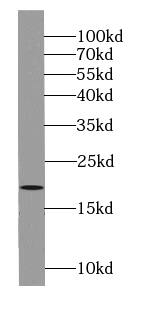 ARL6 Antibody - BSA Free