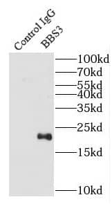 ARL6 Antibody - BSA Free