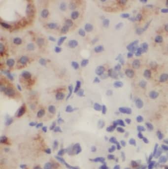 ARL6 Antibody - BSA Free