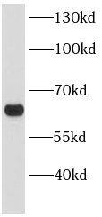 ATG14 Antibody - BSA Free