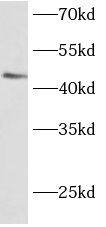 BARHL2 Antibody - BSA Free