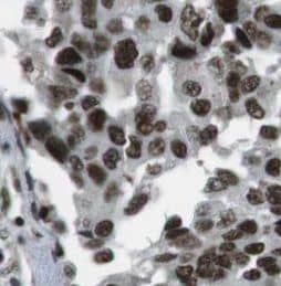 BANP Antibody - BSA Free