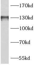 BAIAP3 Antibody - BSA Free