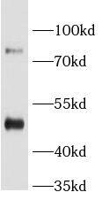 BAAT Antibody - BSA Free