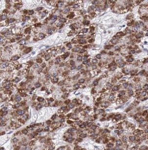 B4GALT3 Antibody - BSA Free