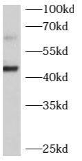 beta-1,4-Galactosyltransferase 2/B4GalT2 Antibody - BSA Free