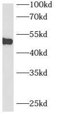B3GNT7 Antibody - BSA Free