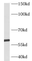 B3GALTL Antibody - BSA Free