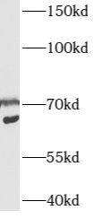 AXUD1 Antibody - BSA Free