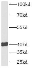 Ancient ubiquitous protein 1 Antibody - BSA Free
