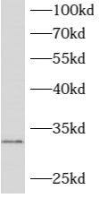 ATPAF2 Antibody - BSA Free