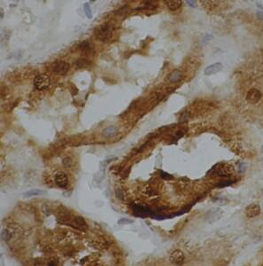 ATP6V1G3 Antibody - BSA Free