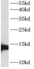 ATP6V1G3 Antibody - BSA Free