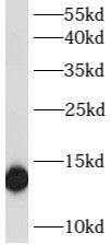 ATP6V1G2 Antibody - BSA Free
