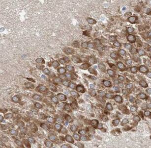 ATP6V1G2 Antibody - BSA Free