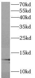 ATP6V1G1 Antibody - BSA Free
