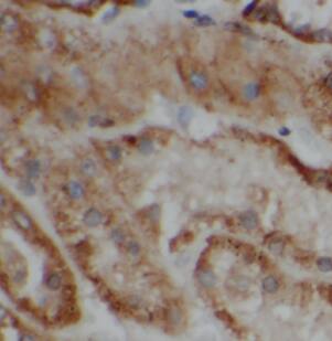 ATP6V1G1 Antibody - BSA Free