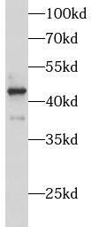 ATP6V1C1 Antibody - BSA Free