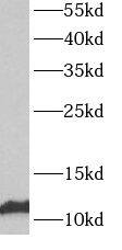 ATP5L Antibody - BSA Free