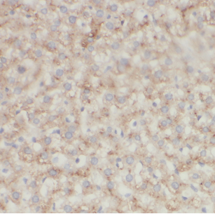 ATP5I Antibody - BSA Free
