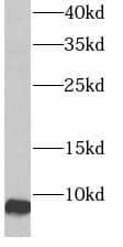 ATP5I Antibody - BSA Free