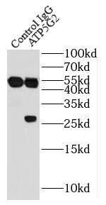 ATP5G2 Antibody - BSA Free