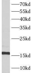 ATP5D Antibody - BSA Free