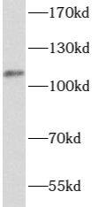 ATP12A Antibody - BSA Free