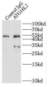 ATG16L2 Antibody - BSA Free