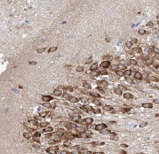 ATF6 beta Antibody - BSA Free