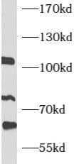 ATF6 beta Antibody - BSA Free